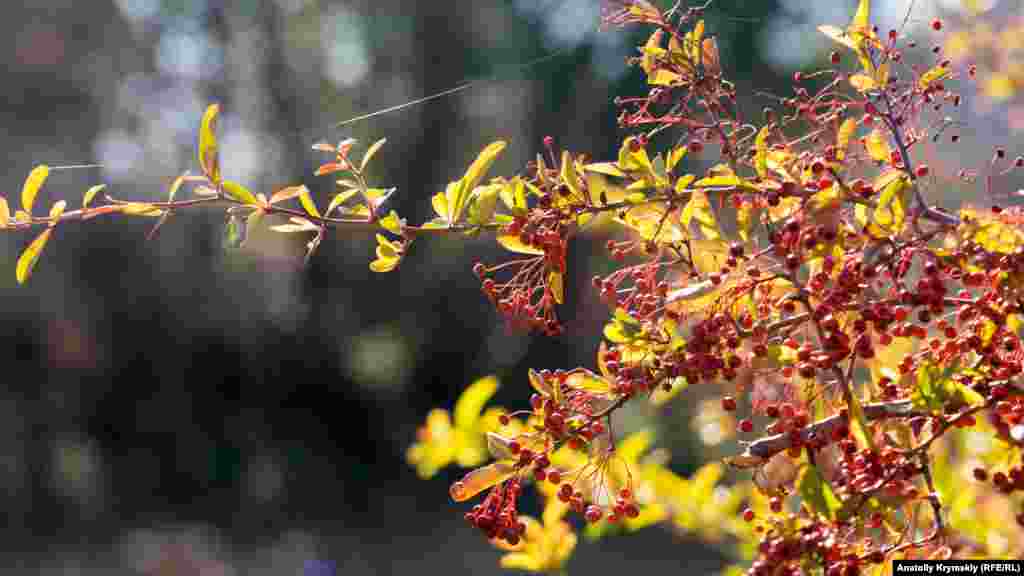 Ветки боярышника «связаны» свежей паутиной