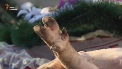 Аграрії «підсунули» депутатам свиню у труні (відео) Аграрії «підсунули» депутатам свиню у труні (відео)