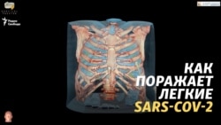 Как поражает легкие SARS-CoV-2 Как поражает легкие SARS-CoV-2