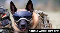 Собаки-шукачі замість тестів ПЛР: як працює новий спосіб виявлення COVID-19 (фотогалерея)