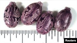 Семена клещевины, использующиеся для производства ядовитого вещества рицин
