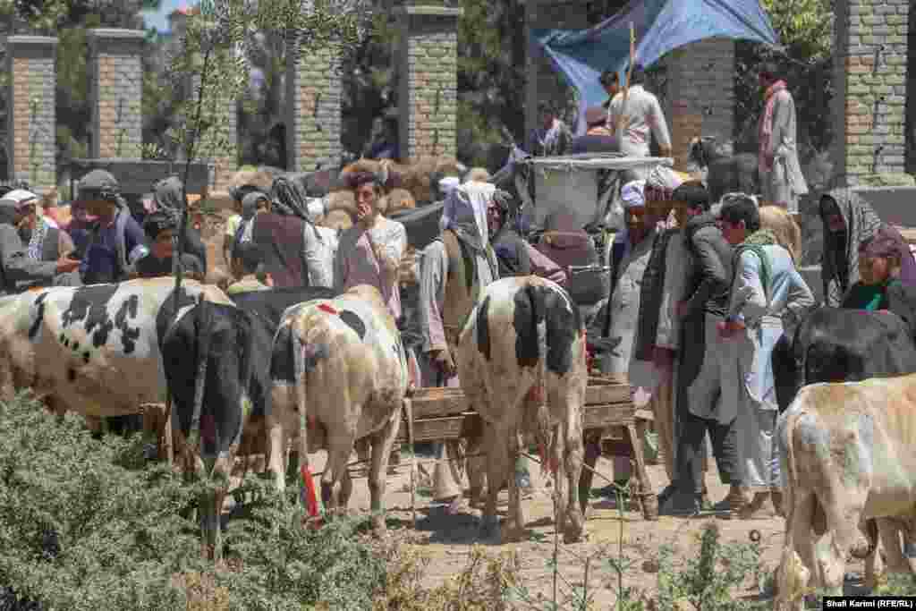 Покупці й продавці торгуються за ціну на тварин у кабульському парку Чамане-Хазурі – зазвичай спортивному й дитячому майданчику, який перетворюється на ринок тваринництва перед святом Ід аль-Адха