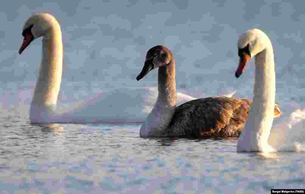 В стае лебедей можно увидеть и молодых особей, которые еще не обзавелись «взрослым» оперением