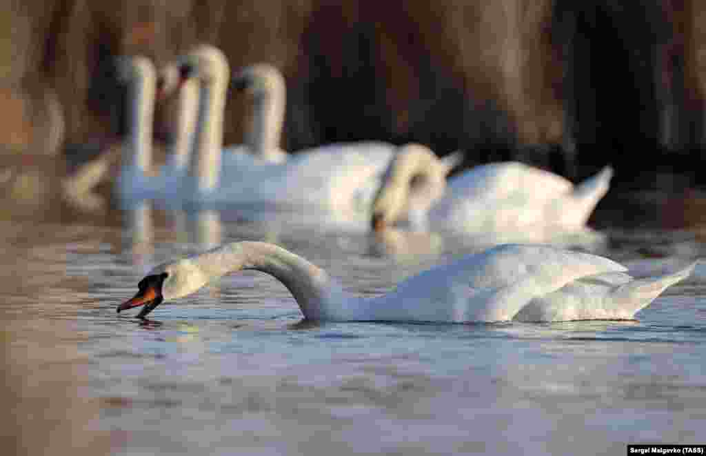Лебеди-шипуны – одни из самых тяжелых птиц. Они обладают мощной мускулатурой, а размах их крыльев может достигать двух с половиной метров