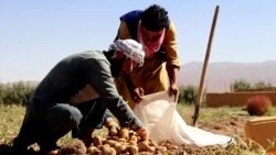 'We Need Help': Drought Destroys Crops In Rural Afghanistan 'We Need Help': Drought Destroys Crops In Rural Afghanistan