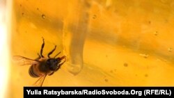 За даними Держспоживслужби, станом на 20 червня до відомства зі скаргою на масову загибель бджіл звернулося п’ятеро пасічників, два випадки вже досліджені