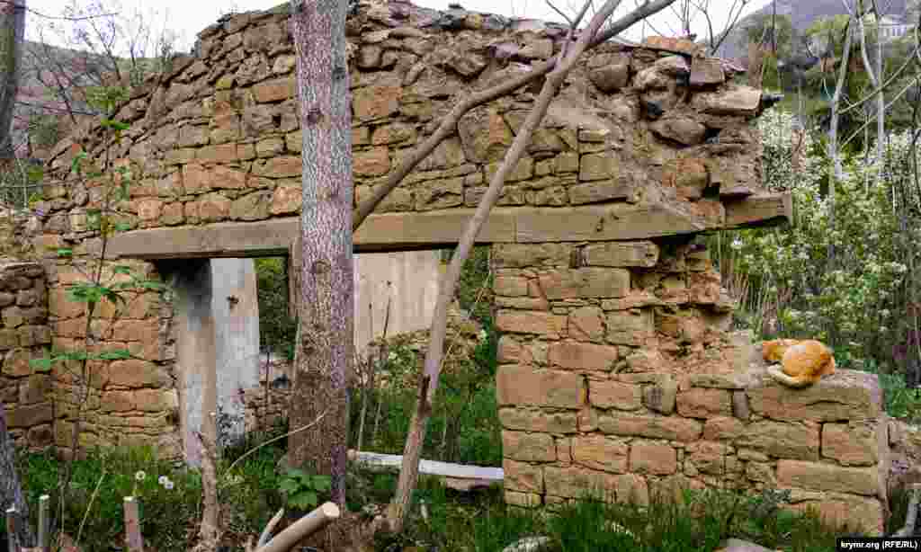 Кот дремлет на полуразрушенной торцевой стене бывшего тракторного стана винсовхоза 