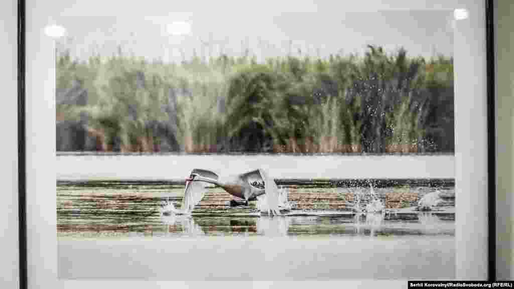 Світлина Тетяни Барибіни із серії «Птахи водойм»