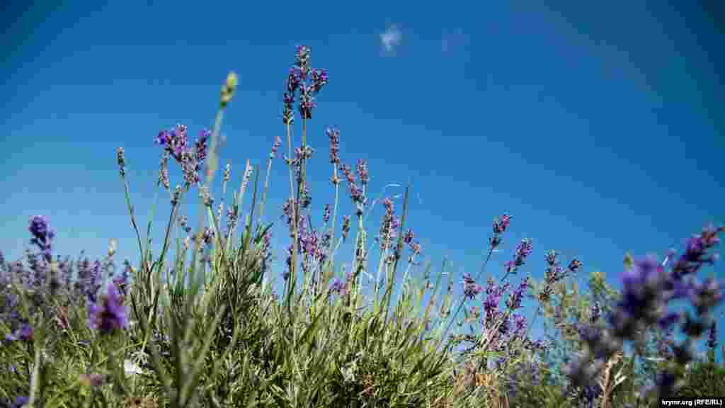 Лавандовое поле в Тургеневке Бахчисарайского района – самое большое в Европе