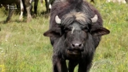 Як Павло Тізеш починав свій вихід на європейські ринки Як Павло Тізеш починав свій вихід на європейські ринки