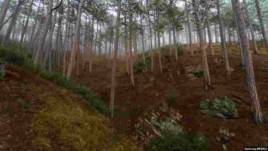 Склон Никитской яйлы вдоль дороги в пределах природного заповедника «Ялтинский горно-лесной». По российским законам, он входит в структуру «Заповедный Крым» – объединенную дирекцию особо охраняемых природных территорий. Кстати, ее офис располагается в поселке Советское 