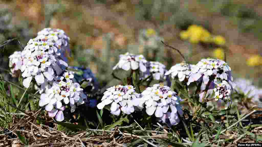 Иберийка простая, которую еще называют иберийкой крымской – исчезающий вид растений, но на Караньском плато еще встречается