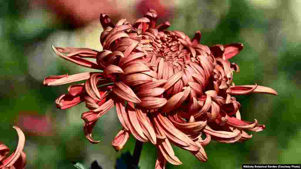 Сорт «Веселая дама»