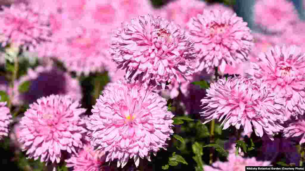 Этот сорт хризантемы называется «Пять звезд». Фотографии других претенденток на титул «королевы» бала хризантем Крым.Реалии показали в фотогалерее