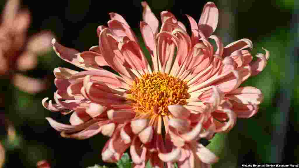 Этот сорт называется «Мисс Вселенная»