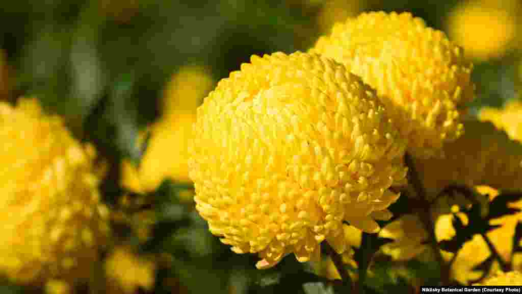 Сорт "Astroid". С 2007 года появилась традиция выбирать «королеву» бала хризантем, а с 2013 – еще и «принцессу». C 2020 года поучаствовать в «выборах» можно онлайн – на сайте ботанического сада и его странциах в социальных сетях