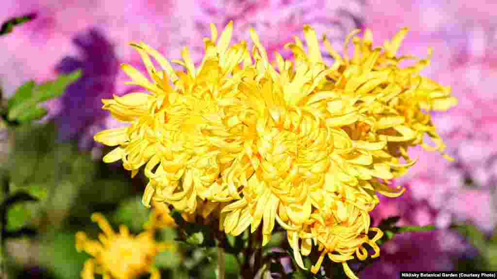 «Золотое руно»