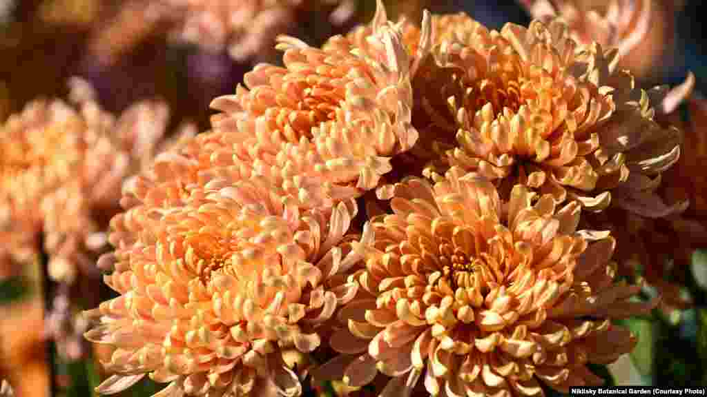 В Никитском ботаническом саду, основанном в 1812 году в южнобережном поселке Никита, в 68-й раз проходит ежегодный бал хризантем. Сейчас там представлены 45 тысяч хризантем разных сортов и окрасок – 182 сорта крупноцветковых и 289 мелкоцветковых. На фото – хризантема сорта "Aljonka salmon". "Salmon" переводится с английского как «лосось»