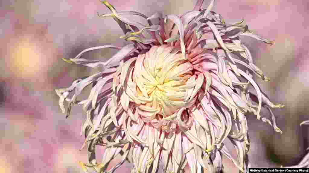 «Бегущая по волнам»