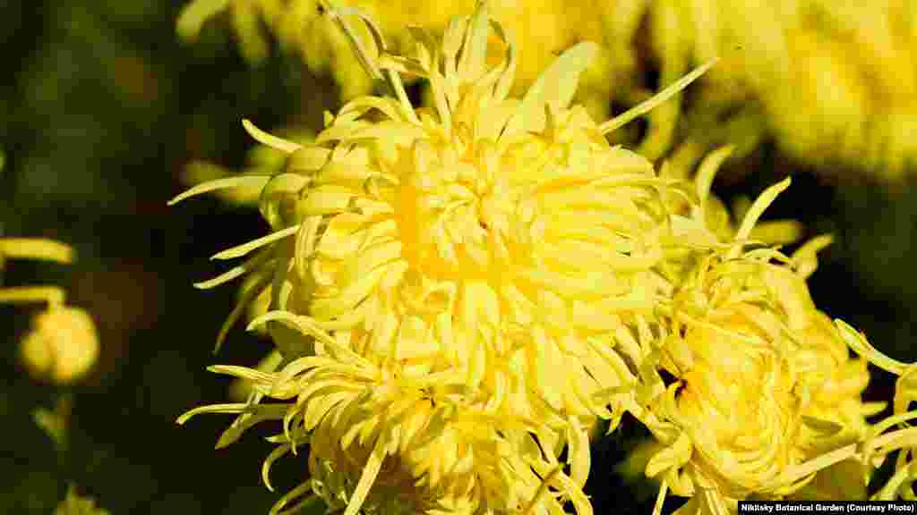 «Королевский шедевр»