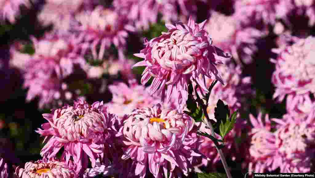 «Большая медведица»