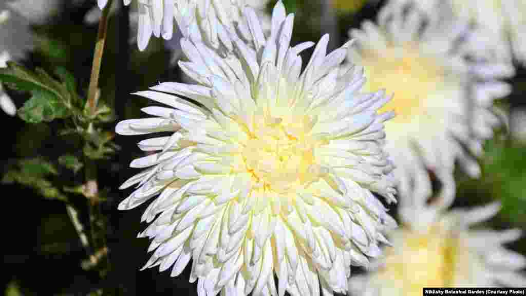 Хризантема «Белая дача»