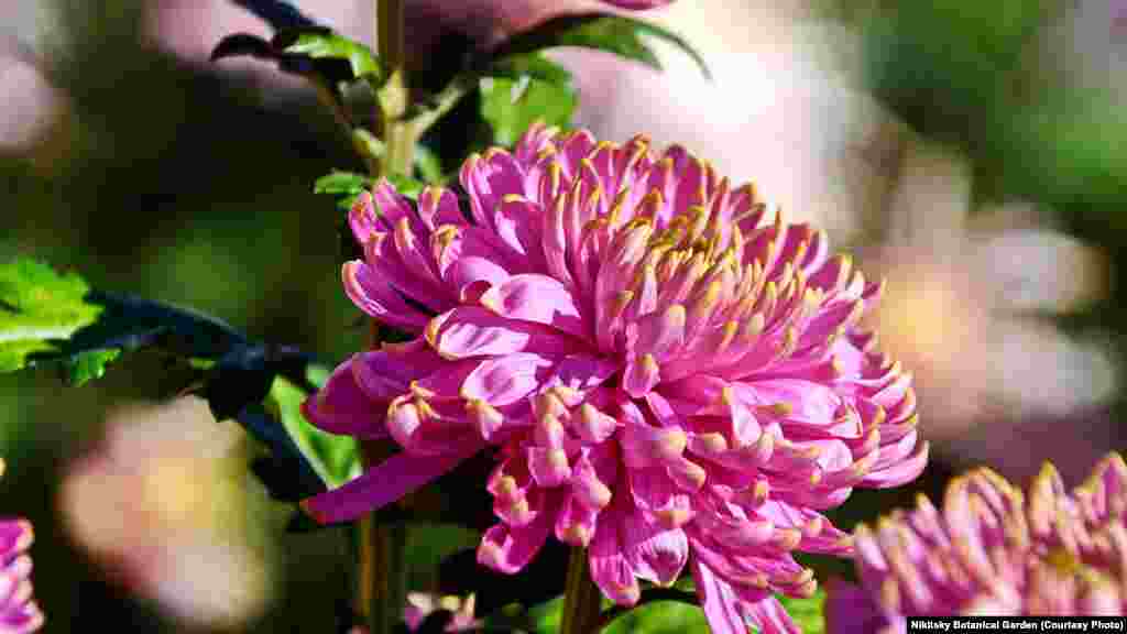 Хризантема "Rossano Charlotte". Сорт назван в честь принцессы Шарлотты Кембриджской – первой дочери принца Уильяма и герцогини Кембриджской