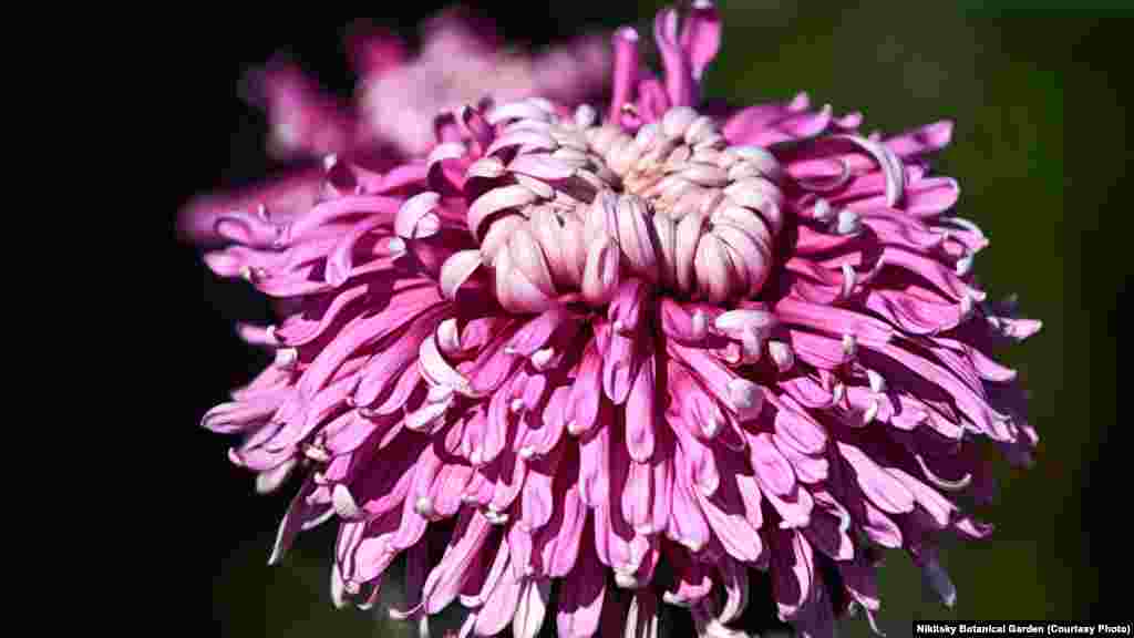 «Ялтинская юбилейная»