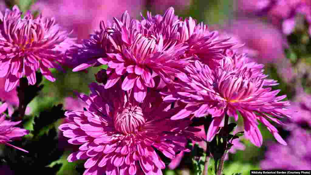 Хризантемы сорта «Крымское утро»