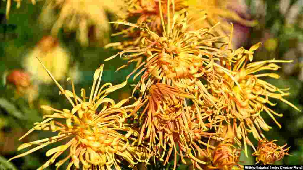 «Соломенная шляпка»