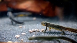 Spašavanje ugroženih bosanskih alpskih vodenjaka od izumiranja Spašavanje ugroženih bosanskih alpskih vodenjaka od izumiranja