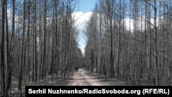 Згорілий ліс. Овруцький район. 22 квітня 2020 року