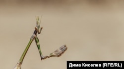 Крымский богомол в ожидании туристов (фотогалерея)