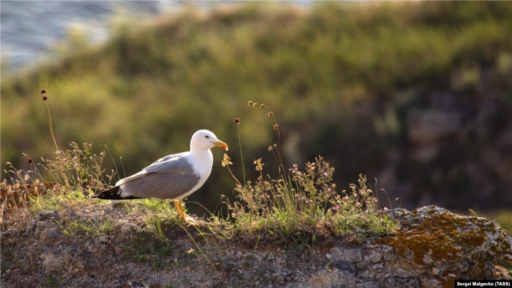 Чайка на территории национального природного парка «Прекрасная Гавань»