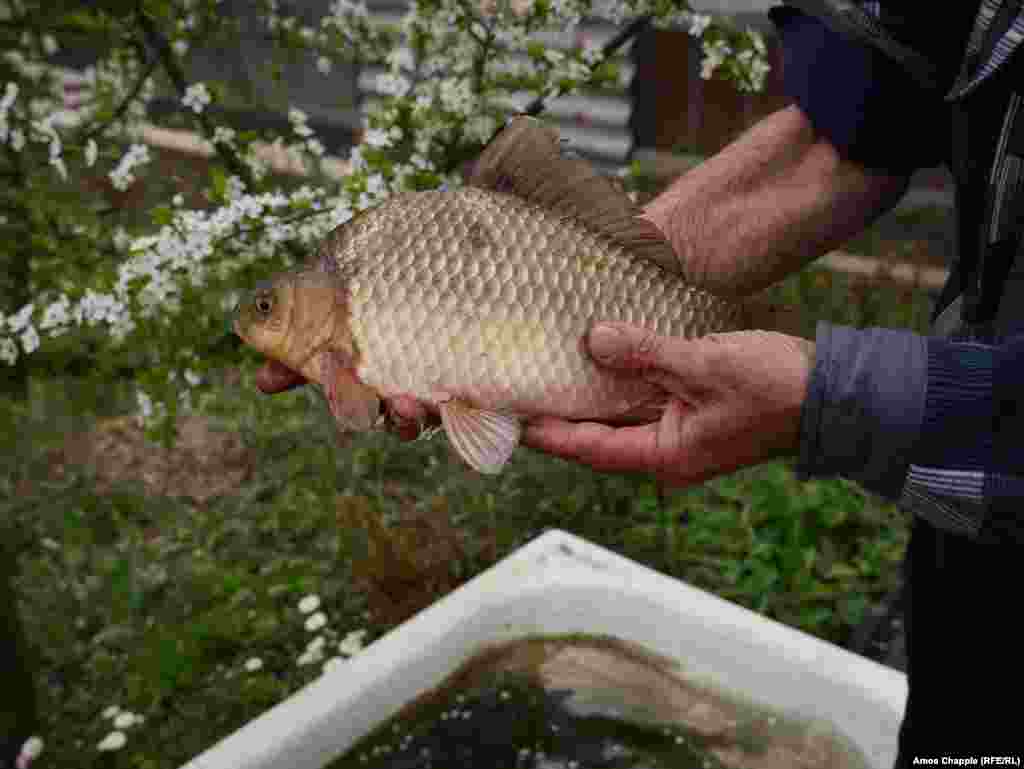Но никакого тестирования нет, когда он предлагает попробовать сухую рыбу, которую он вырастил в ванной на улице  