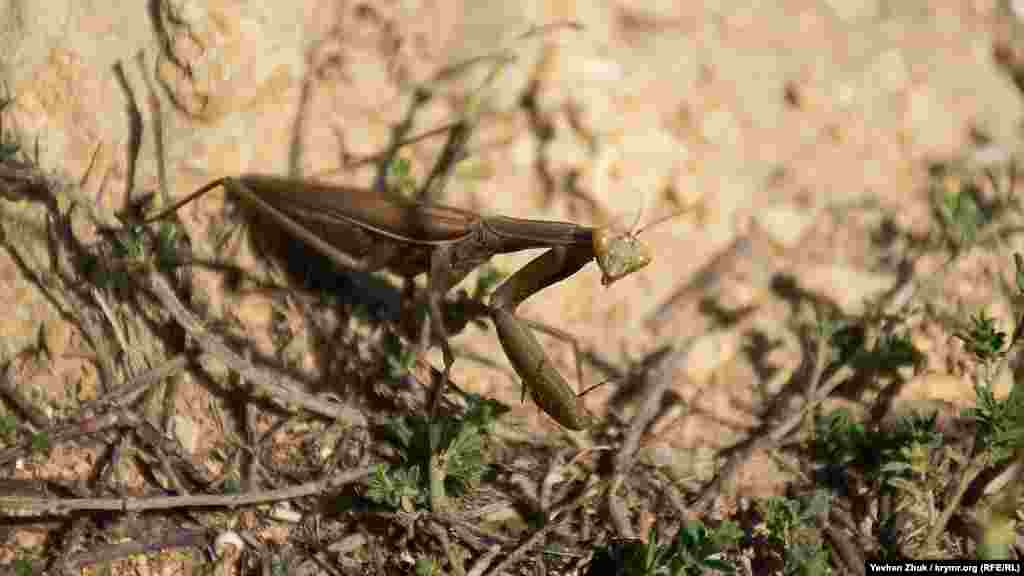 На глинистой почве среди травинок маскируется крымский богомол – Ameles taurica