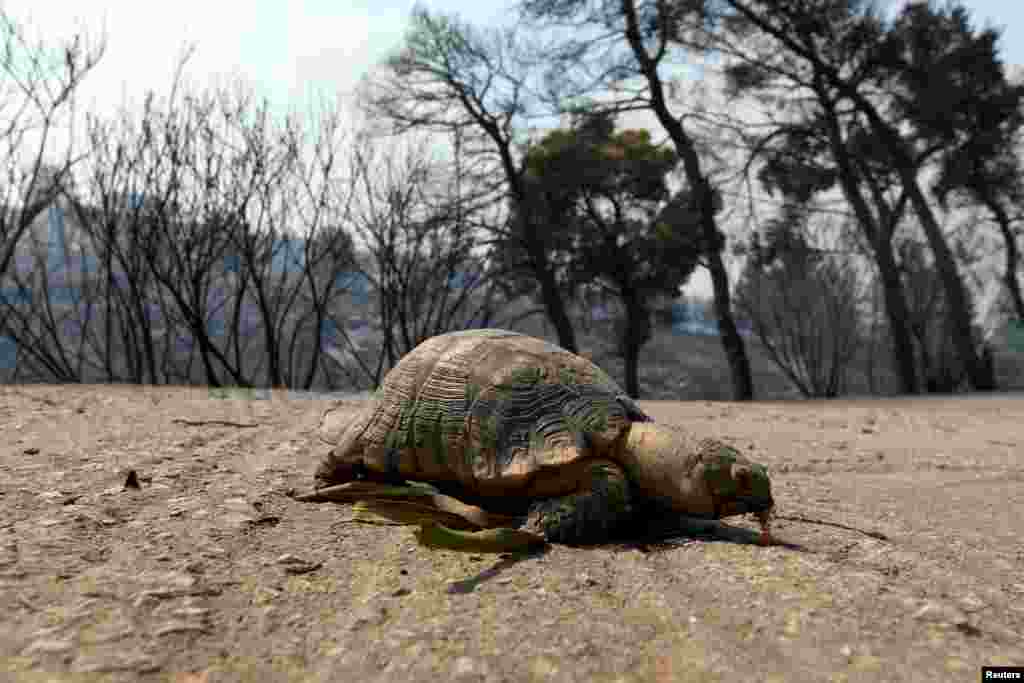 До 5 серпня рятувальники третій день поспіль боролися з полум’ям по всій країні