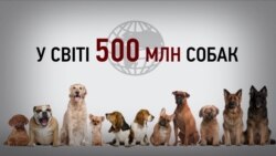 У Києві 30 тисяч безпритульних тварин (інфографіка) У Києві 30 тисяч безпритульних тварин (інфографіка)