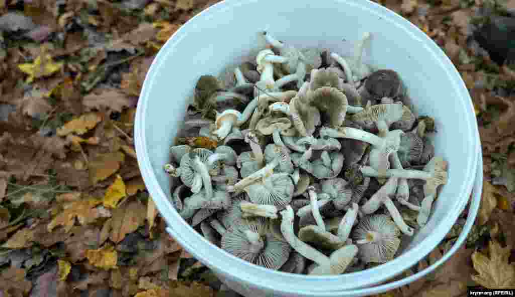 Серые рядовки или, как говорят в народе, «мышата» – главная добыча «тихой охоты»