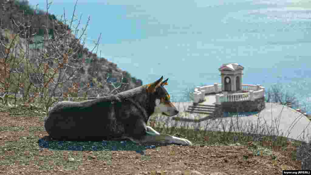 Одно из них – беседка, носящая имя российского поэта и драматурга Александра Сергеевича Пушкина. С возвышающегося над террасой обрыва за жизнью парка наблюдает местный бродячий пес