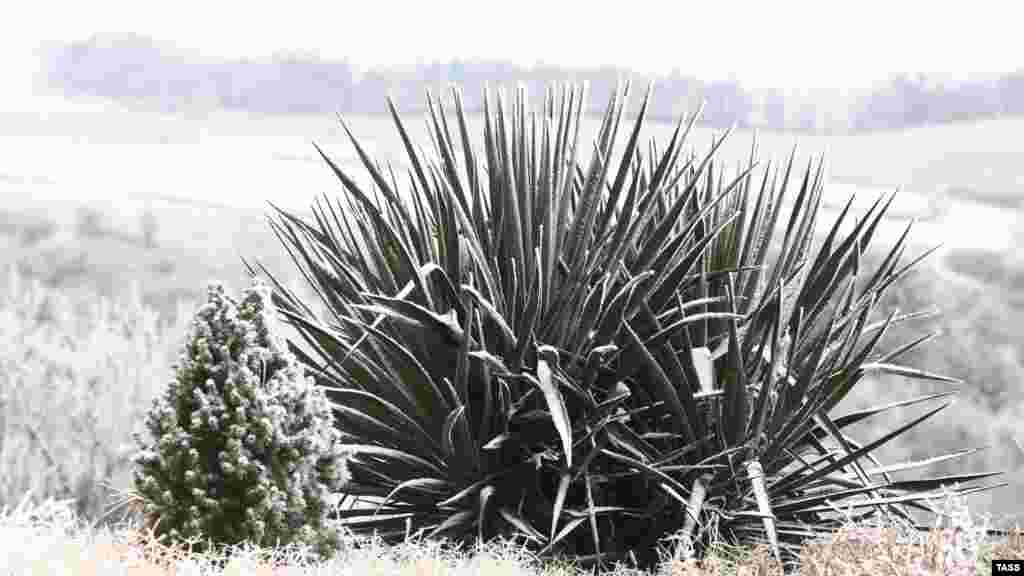 Растение агава 