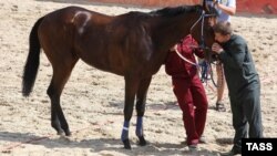 Глава Чечни Рамзан Кадыров со своим жеребцом по кличке Бронз Кэннон во время скачек в Москве. 2009 год.