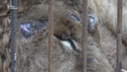 Любити людей їм поки немає за що – врятовані хижаки з Покровська тепер у Запоріжжі (відео) Любити людей їм поки немає за що – врятовані хижаки з Покровська тепер у Запоріжжі (відео)