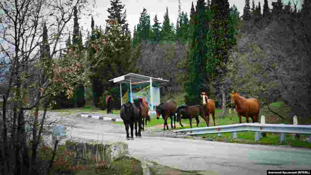 Табун лошадей выходит на трассу из кипарисового лесопарка имени Тараса Шевченко у автобусной остановки «Сатера»