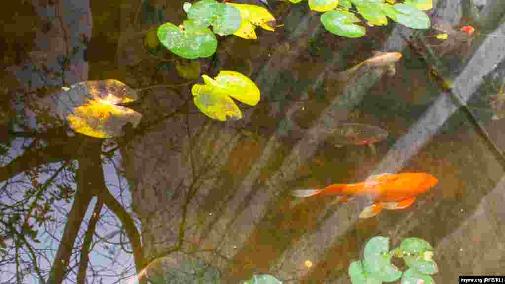 Самые молчаливые обитатели монастыря – золотистые карпы