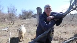 Водяне: Миколай Іванович та його кози Водяне: Миколай Іванович та його кози