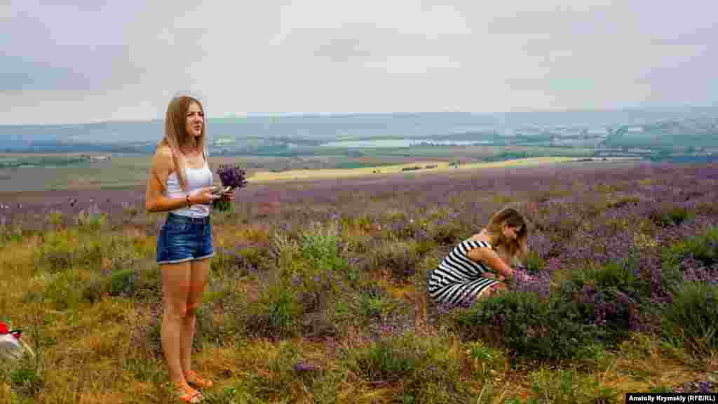 Охранники «Крым-Аромата» предупреждают о запрете обрывать кусты лаванды, но девушки не устояли перед искушением