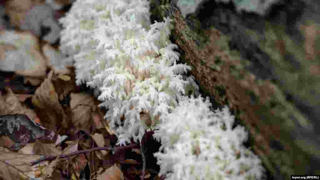 Ежовик коралловидный – гриб рода Гериций. В молодом возрасте считается съедобным, но собирать его все же не следует. По той простой причине, что гриб относится к редким видам. Его включили в Красную книгу еще во времена СССР