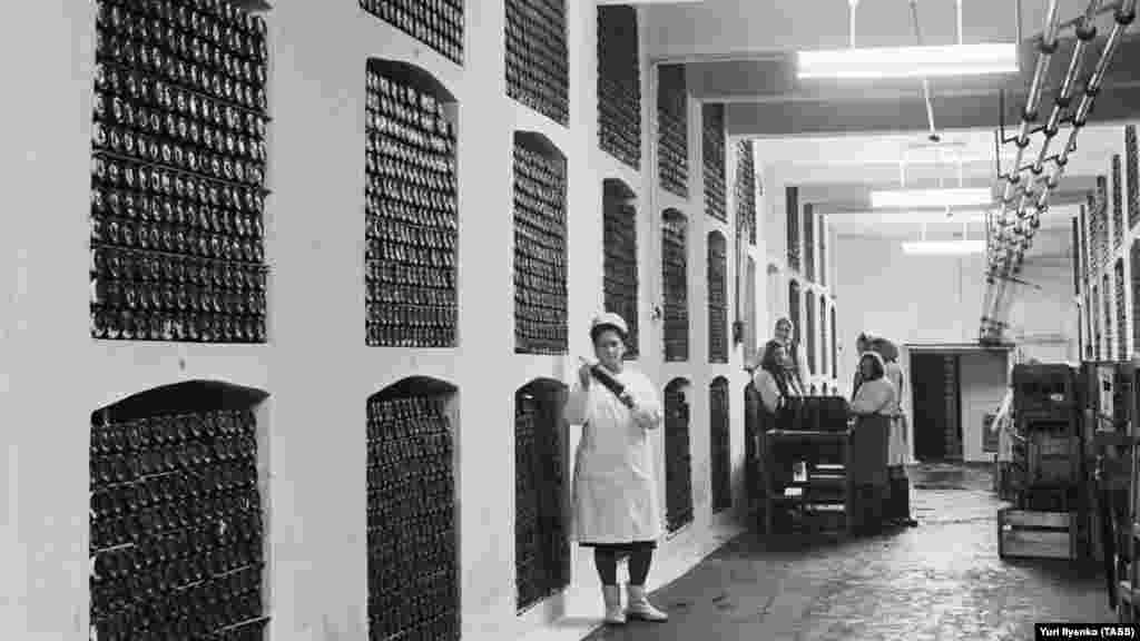 Дело Воронцова продолжил князь Голицын, который прибыл на полуостров в 1892 году в качестве специалиста по виноделию. Именно он заложил первый подземный завод туннельного типа для производства столовых и десертных вин. На фото: закладка коллекционных вин, 1968 год