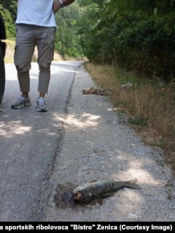 Uginula riba, nedaleko od uginule lisice, jedne od nekoliko pronađenih blizu rijeke Bosne, Zenica, Vranduk, 14. jul 2025. godine.